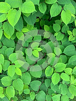 Reynoutria japonica, invasive species, bush with green leaves.