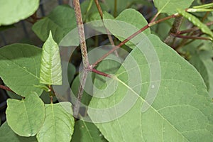 Reynoutria japonica shrub