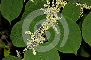 Reynoutria japonica, synonyms Fallopia japonica, Japanese Knotweed