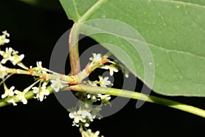 Reynoutria japonica, synonyms Fallopia japonica, Japanese Knotweed