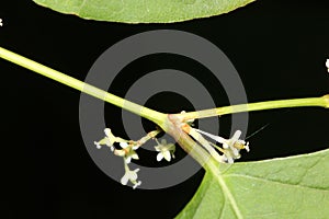 Reynoutria japonica, synonyms Fallopia japonica, Japanese Knotweed