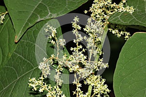 Reynoutria japonica, synonyms Fallopia japonica, Japanese Knotweed