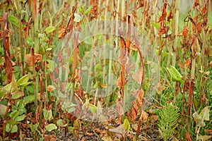 Reynoutria knotweed sprayed herbicide roundup destroys leaves leaf spray close-up invasive village house detail and