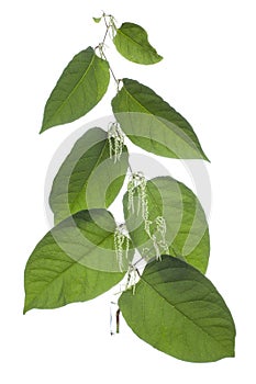 Reynoutria sachalinensis   russian giant knotweed or Sakhalin knotweed in a glass vessel on a white background