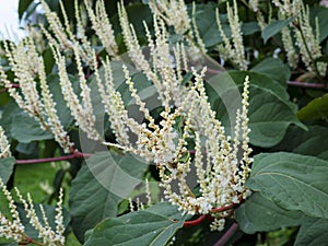 Reynoutria - white flowers close up