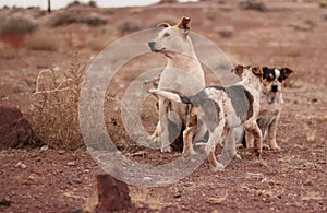 A Rez Mutt and Her puppies