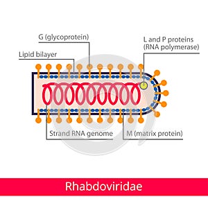 Rhabdoviridae. Classification of viruses. photo