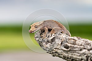 Rhacodactylus ciliatus lizzard from New Caledonia