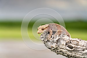 Rhacodactylus ciliatus lizzard from New Caledonia