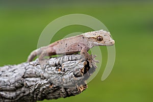 Rhacodactylus ciliatus lizzard from New Caledonia