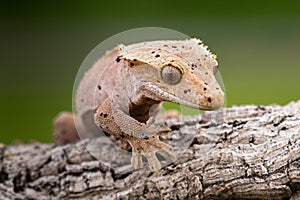 Rhacodactylus ciliatus lizzard from New Caledonia