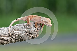 Rhacodactylus ciliatus lizzard from New Caledonia