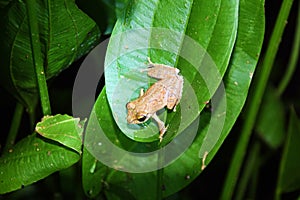 Rhacophorus appendiculatus , The frilled tree frog