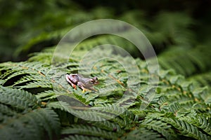 Rhacophorus bipunctatus Double-spotted Tree frog, Orange-webbed