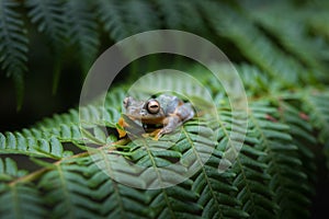 Rhacophorus bipunctatus Double-spotted Tree frog, Orange-webbed