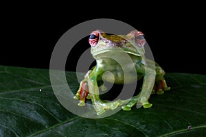 Rhacophorus dulitensis closeup on green leaves,