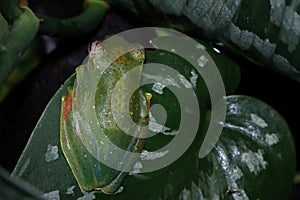 Rhacophorus dulitensis closeup on green leaves