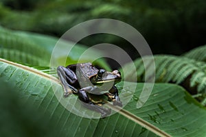 Rhacophorus feae Feas Tree Frog ,Tree Frog on Large Palm Leaf