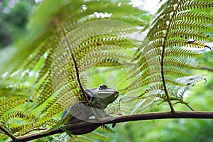 Rhacophorus feae Feas Tree Frog ,Tree Frog on Large Palm Leaf photo