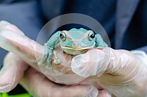 Rhacophorus Feae The Leonardo Fea is sitting on gloved hands.