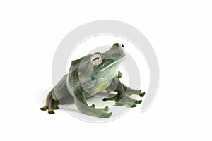 Rhacophorus prominanus or the malayan tree frog