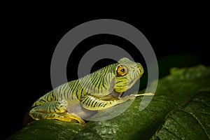 Rhacophorus Pseudomalabaricus froglet seen at Munnar