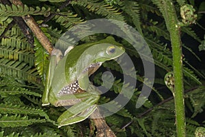 Rhacophorus pseudomalabaricus or Gliding frog  seen at Munnar,Kerala,India