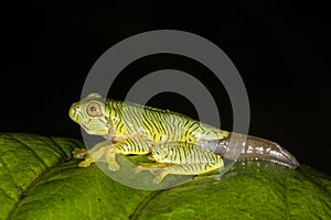 Rhacophorus pseudomalabaricus or Gliding frog Tadpole seen at Munnar,Kerala,India photo