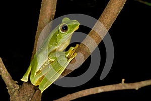 Rhacophorus pseudomalabaricus type of flying frog endemic to the Anaimalai Hills of Tamil Nadu and Kerala states