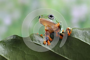 Rhacophorus reinwartii on green leaves