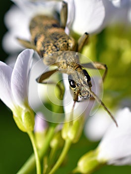 Rhagium mordax beetle in vegetation