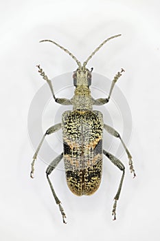 Rhagium mordax, the black-spotted longhorn beetle, a 50 years ol