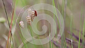 Rhagonycha fulva Common Red Soldier Beetle on a dry Quaking grass Briza maxima plant in nature