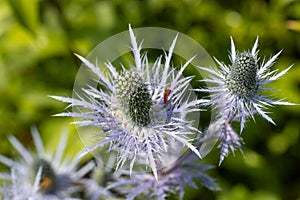 Rhagonycha fulva or rufous softfoot on a blue eryngium flower