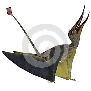 Rhamphorhynchus Pterosaur
