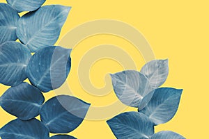 Rhaphidophora, Shingle Plant in Blue Tone Color on Yellow Background