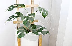 Rhaphidophora tetrasperma or Mini monstera Ginny philodendron in white ceramic pot