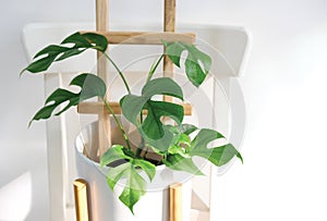 Rhaphidophora tetrasperma or Mini monstera Ginny philodendron in white ceramic pot on the chair