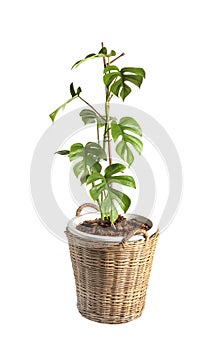 Rhaphidophora tetrasperma Native to southern in Thailand and Malaysia call â€œmini monsteraâ€ in pot isolated on white