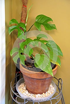 Rhaphidophora Tetrasperma plant, also known as Monstera Ginny