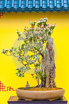 Rhaphiolepis indica or the Indian hawthorn in bonsai form photo