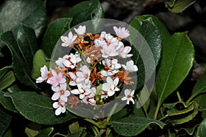 Rhaphiolepis indica, Indian hawthorn, Hong Kong hawthorn photo