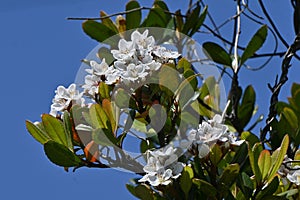 Rhaphiolepis indica (Japanese hawthorn) flowers.Rosaceae evergreen shrub. photo