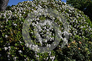 Rhaphiolepis indica (Japanese hawthorn) flowers.Rosaceae evergreen shrub. photo
