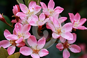 Rhaphiolepis indica is a Mediterranean shrub photo