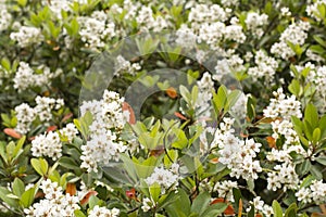 Rhaphiolepis umbellata flowers photo