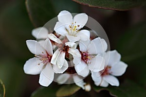 Rhaphiolepis umbellata is a compact growing evergreen shrub with beautiful white flowers photo