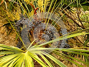 Rhapidophyllum Hystrix