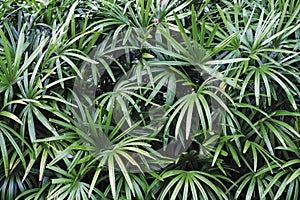 Rhapis excelsa or Lady palm in the garden