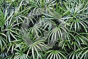 Rhapis excelsa or Lady palm in the garden photo